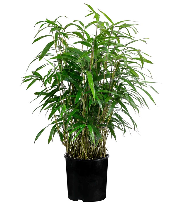 Japanischer Pfeilbambus 3 Japanischer Pfeilbambus