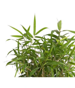 Japanischer Pfeilbambus 5 Japanischer Pfeilbambus -Gartenbedarfsgeschäft 7373400 PR DE 001 BambusPseudosasaJaponica10LDehnerExpressHerzig