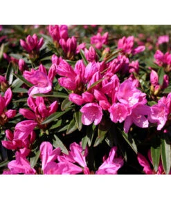 Rhododendron 'Graziella'