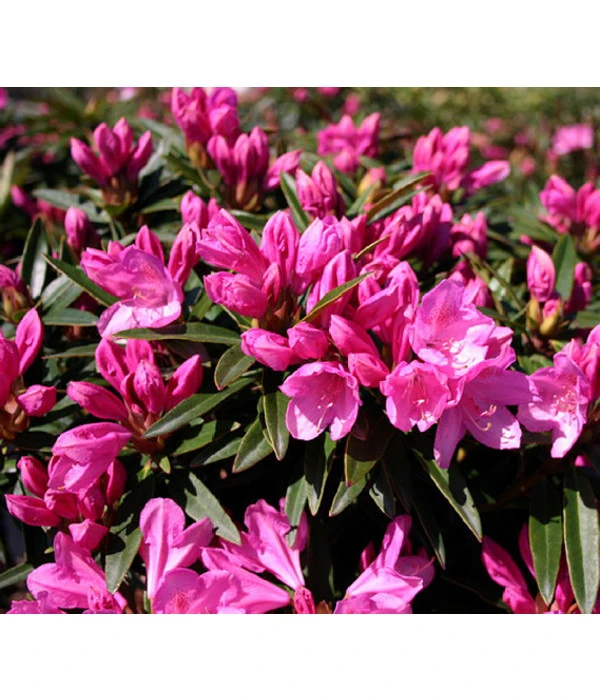 Rhododendron 'Graziella' 3 Rhododendron 'Graziella'