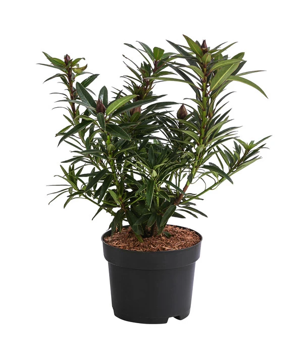 Rhododendron 'Graziella' 4 Rhododendron 'Graziella' – Bild 2