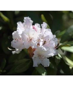 Rhododendron, 5 L 8 Rhododendron, 5 L -Gartenbedarfsgeschäft 7441165 PR MO 001 RhododendronWeissDehnerExpressHerzig