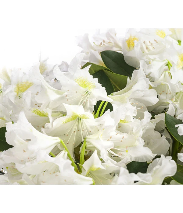 Rhododendron, 5 L 6 Rhododendron, 5 L – Bild 4