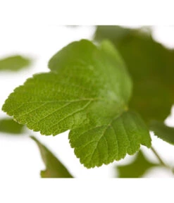 Blut-Johannisbeere 'King Edward VII' -Gartenbedarfsgeschäft 7453749 WE DE 001 RibesSanguineumKingEdwardVIIJohannisbeere3LDehnerExpressZS