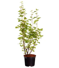 Blut-Johannisbeere 'King Edward VII' -Gartenbedarfsgeschäft 7453749 WE FS 001 RibesSanguineumKingEdwardVIIJohannisbeere3LDehnerExpressZS