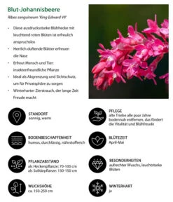 Blut-Johannisbeere 'King Edward VII' -Gartenbedarfsgeschäft 7453749 WE IG 001 BlutJohannisbeere