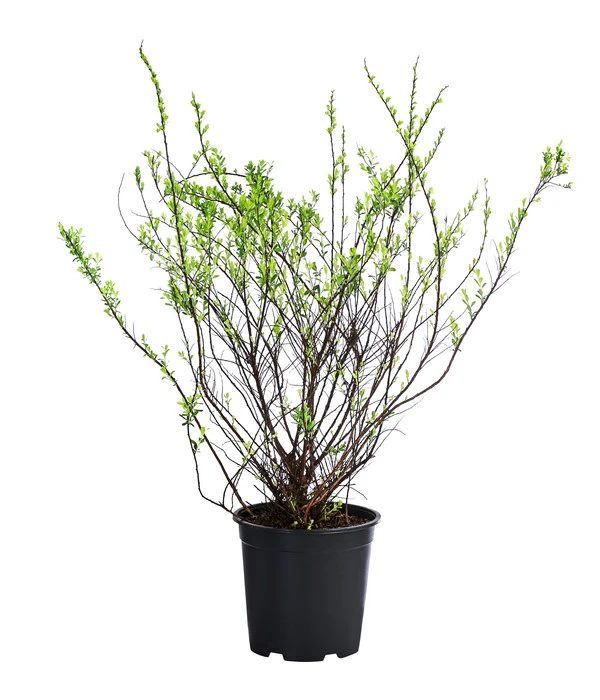 Strauch-Spiere 'Snowmound' 3 Strauch-Spiere 'Snowmound'