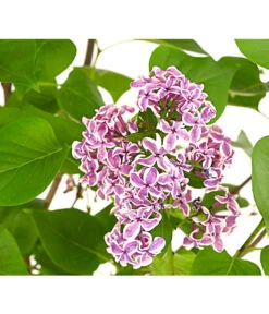 Edelflieder 'Sensation' -Gartenbedarfsgeschäft 7495070 WE DE 001 SyringaVulgarisSensationDehnerExpressHerzig