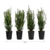 1 Meter Becher-Eibe 'Hillii', 4 X Ca. 60-70 Cm -Gartenbedarfsgeschäft 7495252 WE FS 002 TaxusHillii1m