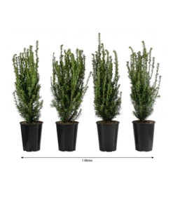 1 Meter Becher-Eibe 'Hillii', 4 X Ca. 60-70 Cm