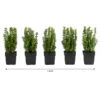 1 Meter Gewöhnlicher Buchs, 5 X Ca. 30 Cm 1 1 Meter Gewöhnlicher Buchs, 5 X Ca. 30 Cm -Gartenbedarfsgeschäft 7495260 WE FS 001 BuxusSempervirens1m