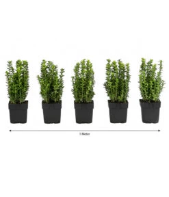 1 Meter Gewöhnlicher Buchs, 5 X Ca. 30 Cm