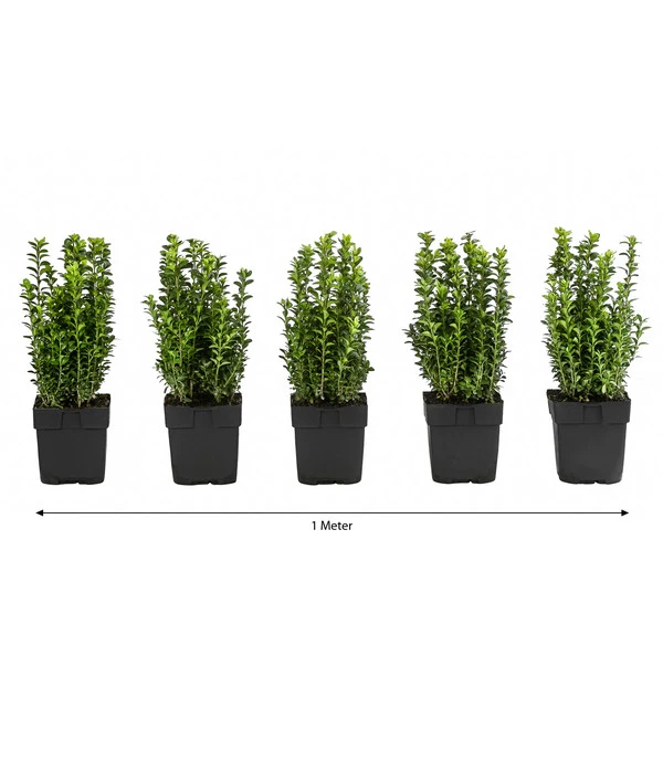 1 Meter Gewöhnlicher Buchs, 5 X Ca. 30 Cm 3 1 Meter Gewöhnlicher Buchs, 5 X Ca. 30 Cm