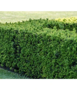 3 Meter Europäische Eibe, 6 X Ca. 125-150 Cm -Gartenbedarfsgeschäft 7496714 PR MO 001 TaxusEibeBGALucknerMai2017