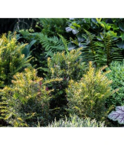 3 Meter Europäische Eibe, 6 X Ca. 125-150 Cm -Gartenbedarfsgeschäft 7496714 PR MO 001 TaxusEibeGWLucknerMai2017