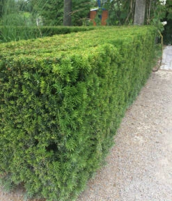 3 Meter Europäische Eibe, 6 X Ca. 125-150 Cm -Gartenbedarfsgeschäft 7496714 WE MO 003 GemeineEibeTaxusBaccata2L