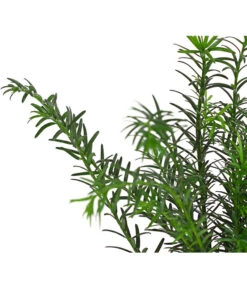 3 Meter Europäische Eibe, 6 X Ca. 125-150 Cm -Gartenbedarfsgeschäft 7497100 PR DE 002 TaxusEibeBaccata9CDehnerExpressHerzig