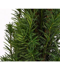 Säulen-Eibe 'Fastigiata' -Gartenbedarfsgeschäft 7501109 WE DE 001 TaxusEibeBaccataFastigiata10LDehnerExpressHerzig