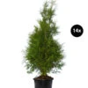 7 Meter Lebensbaum 'Brabant', 14 X Ca. 150-175 Cm -Gartenbedarfsgeschäft 7512692 WE FS 002 LebensbaumBrabantThujaOccidentalis14x