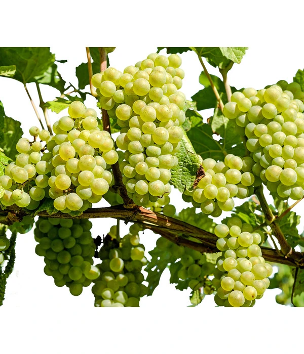 Dehner Gourmet Garten Tafeltraube 'Palatina' 3 Dehner Gourmet Garten Tafeltraube 'Palatina'