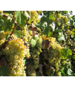 Dehner Gourmet Garten Tafeltraube 'Palatina' 7 Dehner Gourmet Garten Tafeltraube 'Palatina' -Gartenbedarfsgeschäft 7540099 WE MO 001 GGWeinPalatinaPixabay