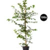 20 Meter Hainbuche, 100 X Ca. 125-150 Cm -Gartenbedarfsgeschäft 7548175 WE FS 002 HainbucheCarpinusBetulusHecke100x