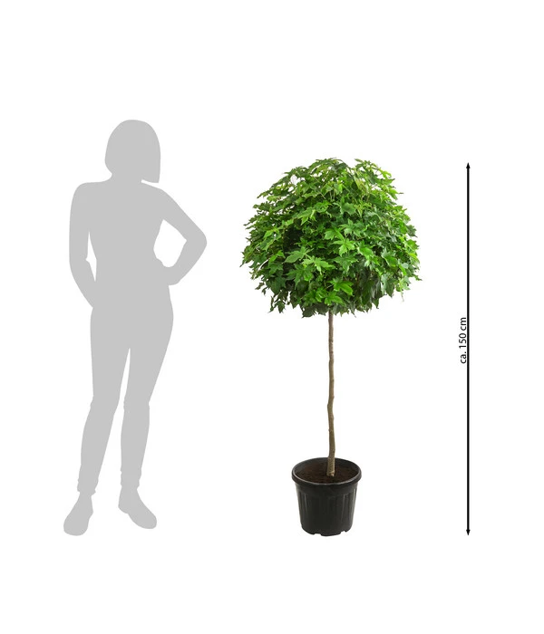 Zwerg-Kugelamberbaum 'Gumball', Ca. 140-150 Cm 4 Zwerg-Kugelamberbaum 'Gumball', Ca. 140-150 Cm – Bild 2