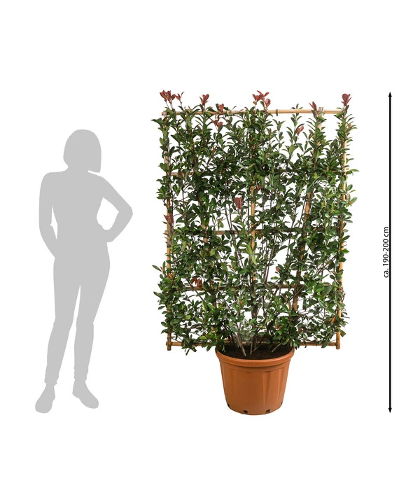 Purpur-Glanzmispel 'Robusta Compacta', Ca. 190-200 Cm 4 Purpur-Glanzmispel 'Robusta Compacta', Ca. 190-200 Cm – Bild 2