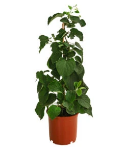 Kiwi 'Solo' -Gartenbedarfsgeschäft 7600448 WE FS 001 KiwiSolo