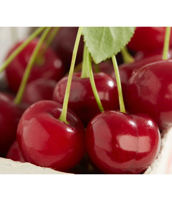 Sauerkirsche 'Achat' 3 Sauerkirsche 'Achat'