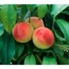 Dehner Pfirsich 'Amsden' -Gartenbedarfsgeschäft 7603665 BildFS 001 PfirsichAmsdenAmsdenPfiBu