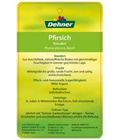 Dehner Pfirsich 'Amsden' -Gartenbedarfsgeschäft 7603665 PfirsichAmsden Etikett 2