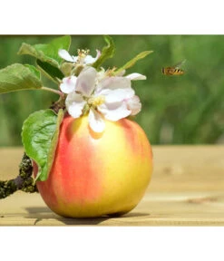 Zwergapfel 'Galina' -Gartenbedarfsgeschäft 7604697 WE MO 002 ApfelGalinaZwergPixabay