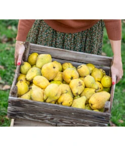 Apfelquitte -Gartenbedarfsgeschäft 7604978 WE MO 001 Quittenkorb