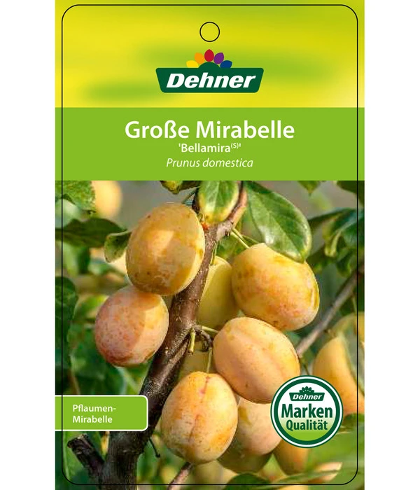 Dehner Mirabelle 'Bellamira' 5 Dehner Mirabelle 'Bellamira' – Bild 3
