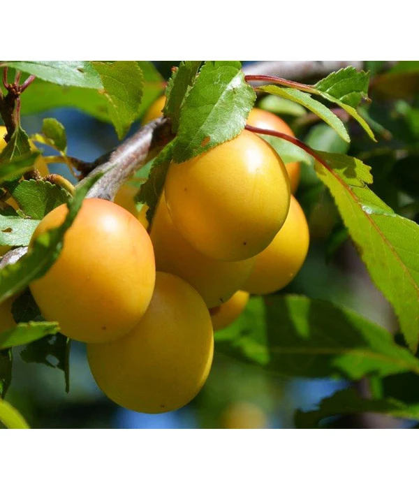 Dehner Mirabelle 'Bellamira' 3 Dehner Mirabelle 'Bellamira'