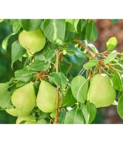 Zwergbirne 'Luisa' -Gartenbedarfsgeschäft 7611999 WE DE 003 PyrusZwergbirneBirnePixabay