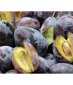 Bio Zwetschge 'Hauszwetschge'