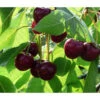 Bio Süßkirsche 'Stella' -Gartenbedarfsgeschäft 7613037 WE DE 001 BioSuesskirscheStella