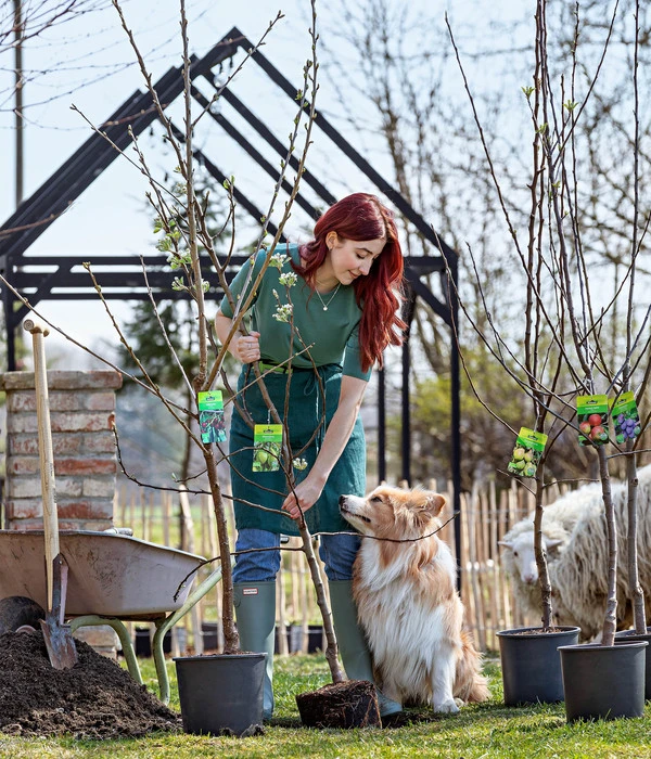 Bio Winterapfel 'Cox Orange Pippin' 4 Bio Winterapfel 'Cox Orange Pippin' – Bild 2