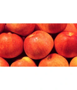 Ausgewählte Produkte -Gartenbedarfsgeschäft 7621865 WE MO 001 ZergapfelCroquellaPixabay