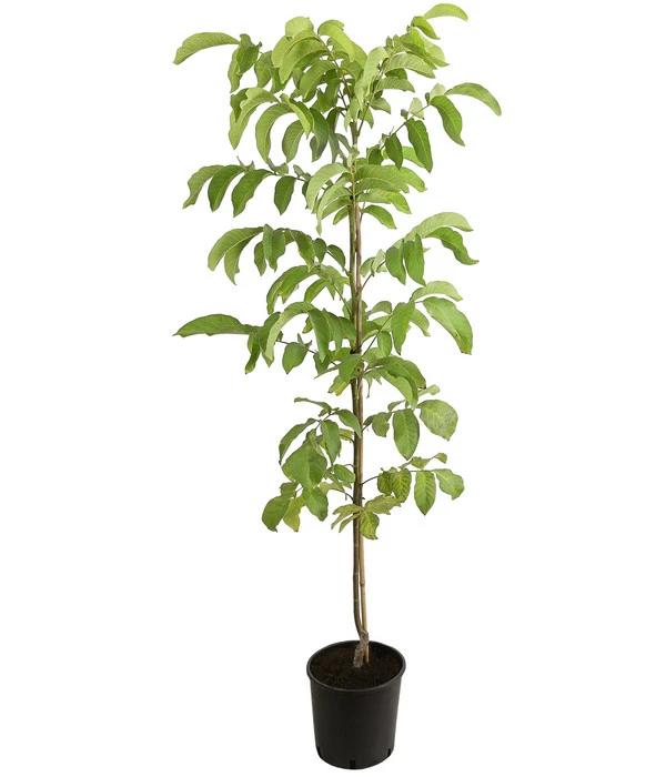 Veredelte Walnuss 'Mars' 4 Veredelte Walnuss 'Mars' – Bild 2