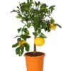Gelbe Grapefruit -Gartenbedarfsgeschäft 7622624 WE FS 001 CitrusParadisiiT20DehnerExpressHerzig