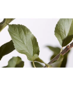 Winterapfel 'Cox Orange' -Gartenbedarfsgeschäft 7626518 PR DE 001 ApfelCoxOrangeMalusBusch95LiterDehnerExpressZS