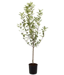 Winterapfel 'Cox Orange' -Gartenbedarfsgeschäft 7626518 PR FS 001 ApfelCoxOrangeMalusBusch95LiterDehnerExpressZS