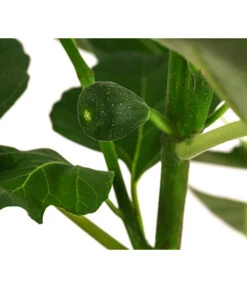 Feige 'Jannot' -Gartenbedarfsgeschäft 7642929 WE DE 002 FicusFeigeJannot