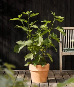 Feige 'Jannot' -Gartenbedarfsgeschäft 7642929 WE MO 001 FicusFeigeJannotDehnerObstkonzept