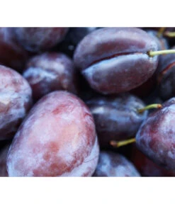 Säulenzwetschge 'Geisenheimer Top' -Gartenbedarfsgeschäft 7647878 WE MO 001 ZwetschgeGeisenheimerTopSaeulePixabay