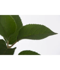 Winterapfel 'Goldparmäne' -Gartenbedarfsgeschäft 7654999 PR DE 001 ApfelGoldparmaeneMalusBusch95LiteDehnerExpressZS