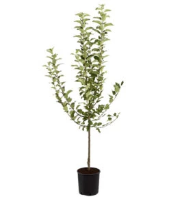 Winterapfel 'Goldparmäne' -Gartenbedarfsgeschäft 7654999 PR FS 001 ApfelGoldparmaeneMalusBusch95LiteDehnerExpressZS